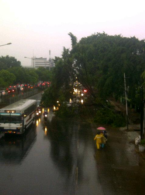 Pohon tumbang di jalan matraman